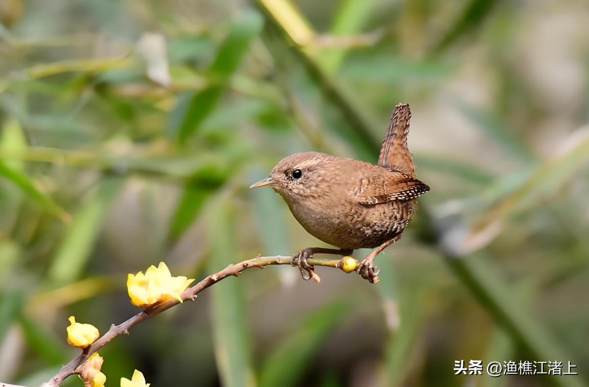 鹪鹩怎么读（羞怯又骄傲爱翘尾巴的小鸟——鹪鹩 jiāo liáo）