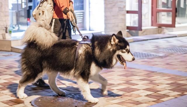 恶犬伤人的刑法责任（恶犬咬人谁担责？）