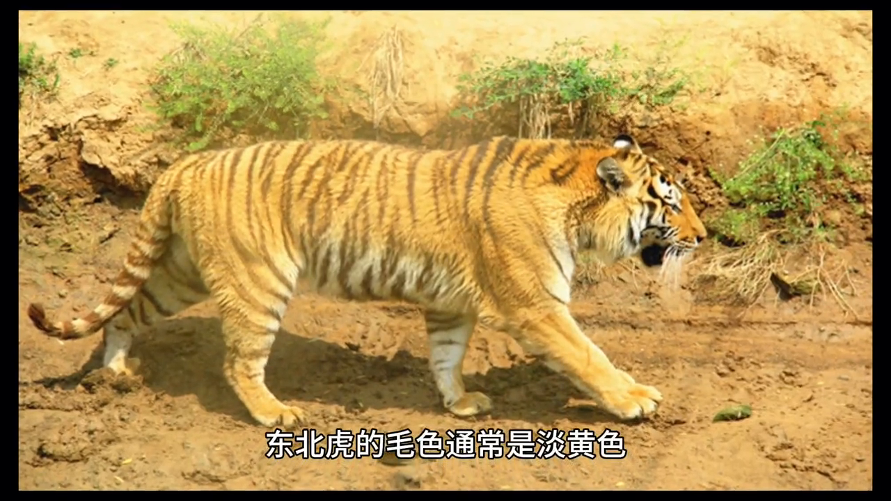 世界上最大的猫科动物之一—东北虎的资料