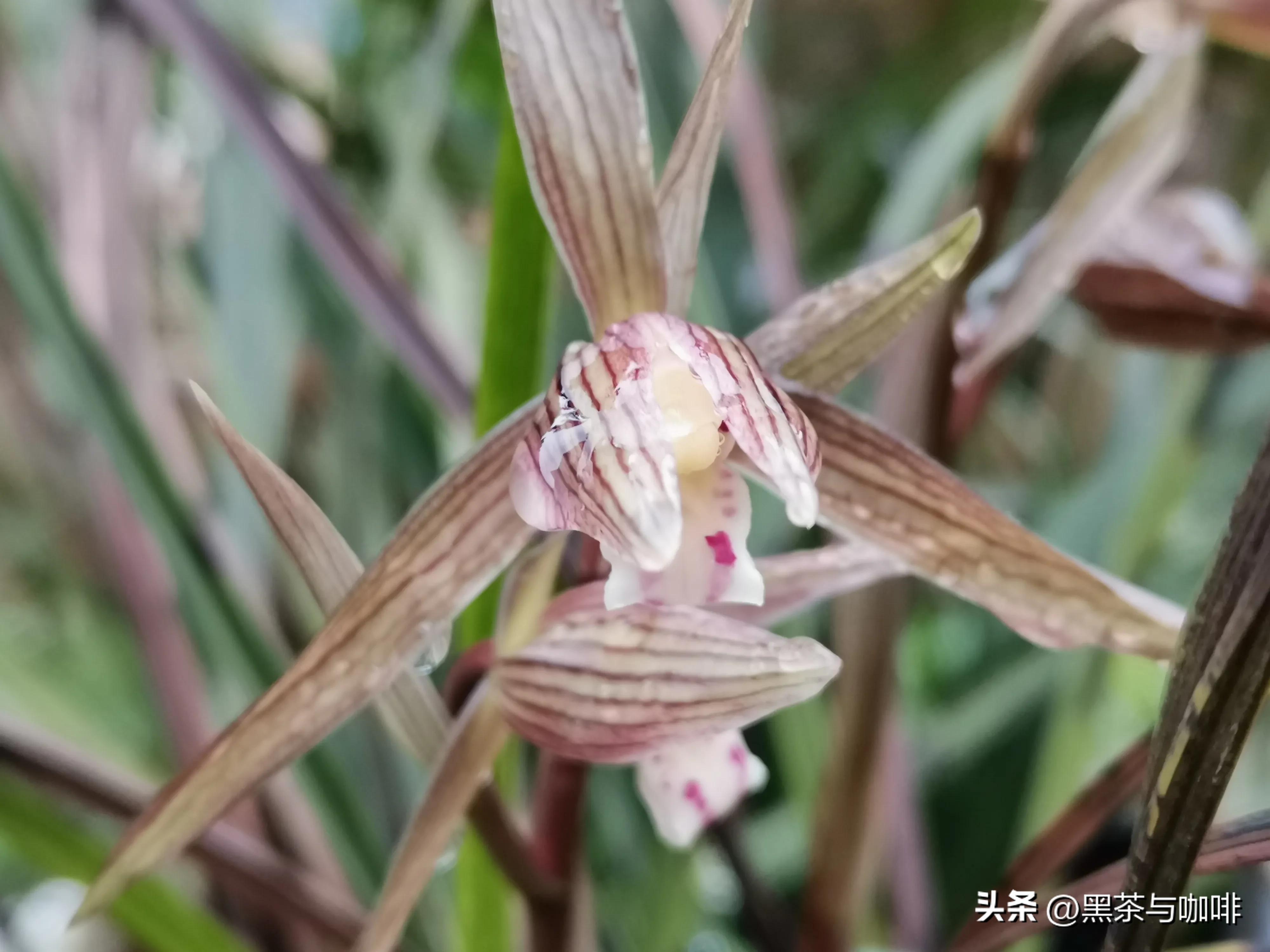 花中君子指的是什么