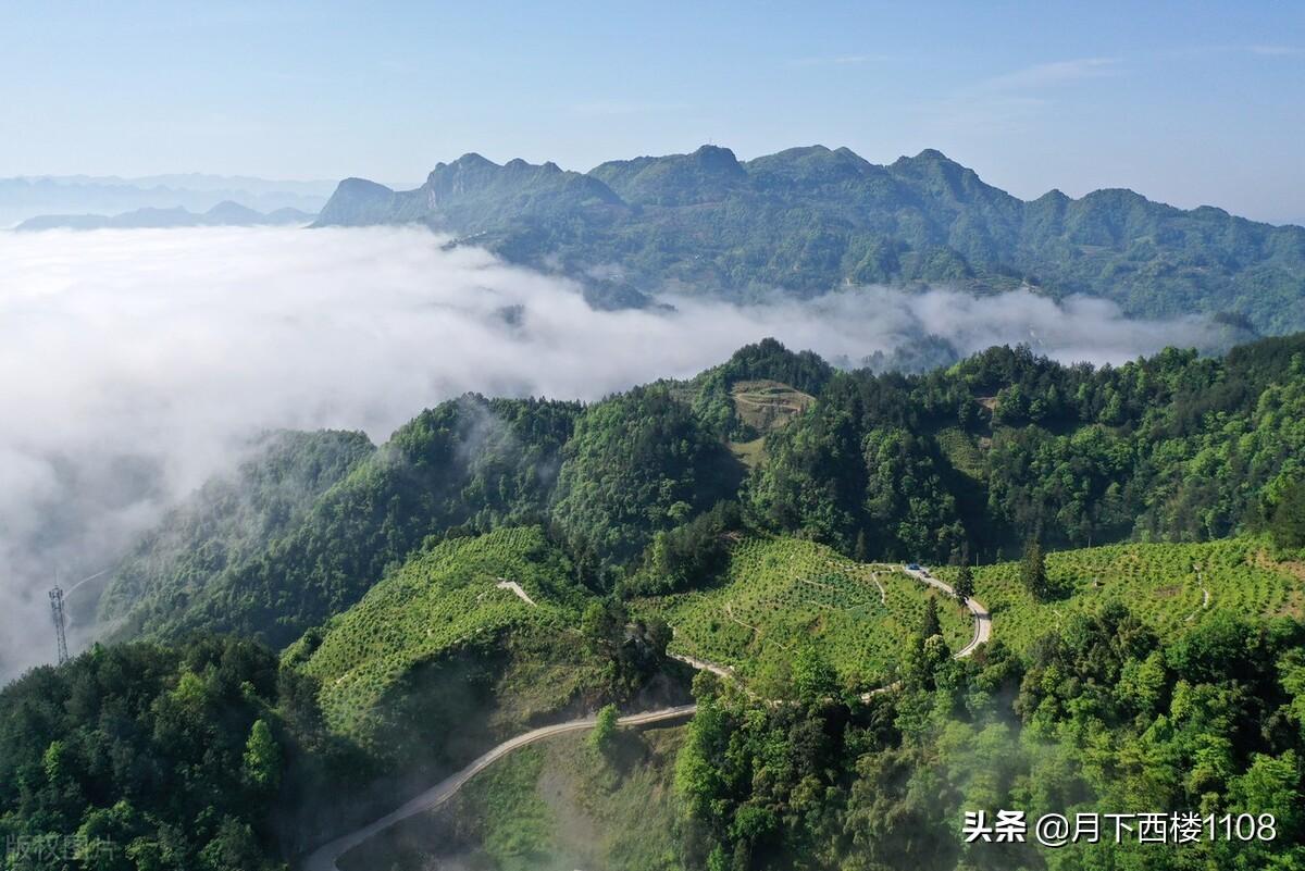 中国油茶之乡是哪（湖南常宁号称中国油茶第一县）