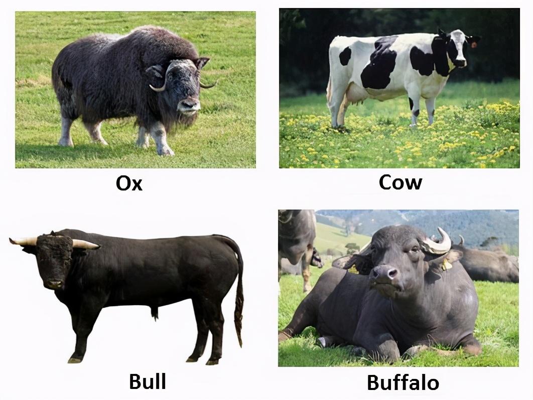 牛英语怎么说（牛年的牛用ox、cow还是bull？）