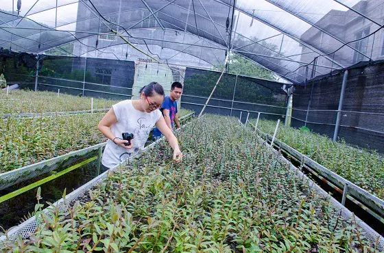 铁皮石斛种植最佳方法（铁皮石斛种植全攻略）